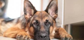 What German Shepherds with Dwarfism Look Like (10 photos)