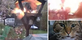 British official resigns after attempting to blow up neighbor's cat (4 photos + 1 video)