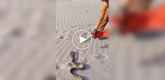 How to easily catch a cobra