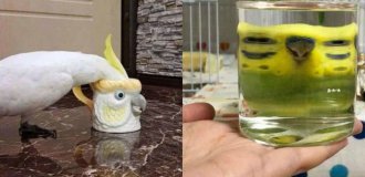 Птицы устали быть милыми — и вот что из этого вышло (24 фото)