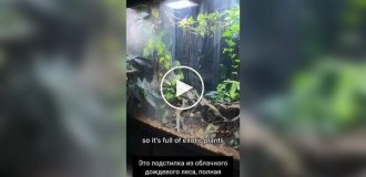 Мужчина показал свой гигантский домашний «мир природы» с дождями, ветром и несколькими биомами