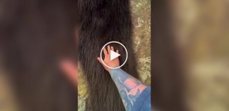 Крупная колония сенокосцев