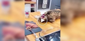 Хитрые пушистые воришки