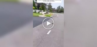 Невероятная благодарность: Птица привела друзей к своей спасительнице