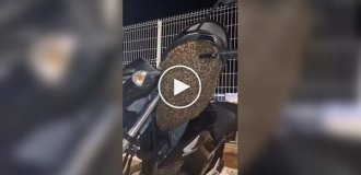 Неожиданные «пассажиры»: пчелы оккупировали мотоцикл парня