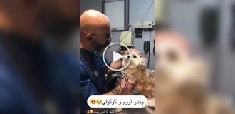 A dog told the veterinarian everything he thought