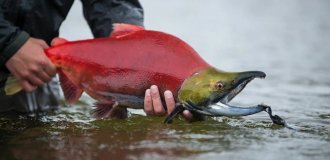 Are wild salmon extinct? Why are domesticated fish on the shelves? What about the loot? (7 photos)
