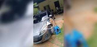 Кішка помила машину господареві