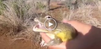 Разнообразие звуков, издаваемых жабами и лягушками