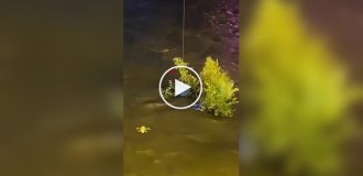 У Китаї врятували кота за допомогою дрона