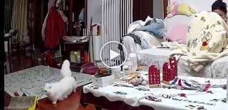 Кот решил поорать после сна
