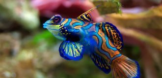 Мандаринка: самая психоделическая рыбка на планете (5 фото)