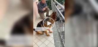 Собака зустрічає господаря після довгої розлуки