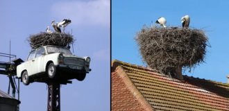 Stork’s nest: an overview of one of the most interesting structures in nature (14 photos)