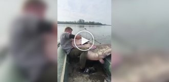 Польские рыбаки поймали огромного сома