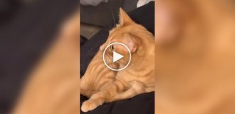 Рыжий кот вспомнил свою прошлую жизнь