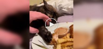 Кошка борется за свою добычу