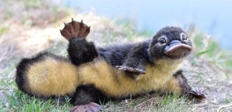 Platypus: every fact here is a miracle of nature (14 photos)