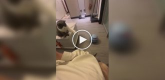 Cat plays with its person