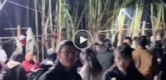 Вкради тростину, якщо зможеш»: фермер перетворив своє поле на гру