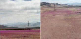 Flowers bloomed in one of the driest places on Earth (5 photos + 1 video)