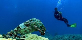 Каракатица: гениальное существо с самой несправедливой судьбой (9 фото)