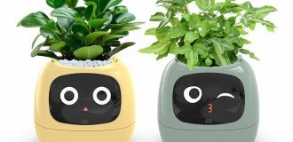 New hit: smart flower pots with display (2 photos + 4 videos)