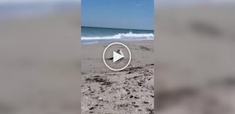 Пес увлеченно копает яму на пляже