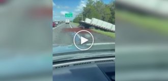 In the US, crayfish crawled along the road after an accident