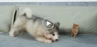 Дружба без границ: Смешной щенок и маленький котенок