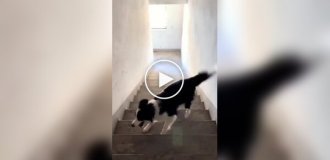 A smart dog plays with himself