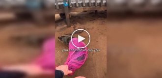 У Намібії врятували морського лева, що застряг у рибальській мережі