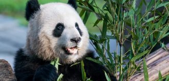 China takes the last pandas from the USA (3 photos + 2 videos)