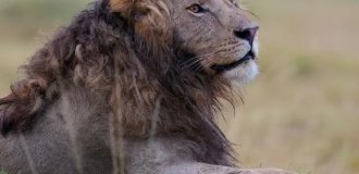 Самый модный лев (3 фото)