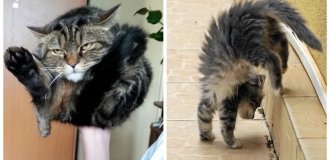 20 acrobatic cats who decided to test the laws of physics and the nerves of their owners (21 photos)