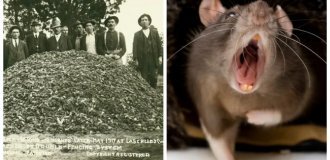Mouse Apocalypse in Australia (8 photos)