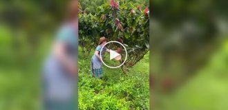 How real chocolate is made