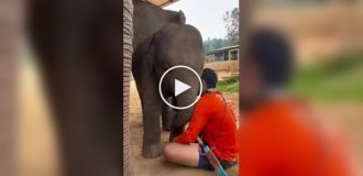 Колыбельная для слоненка