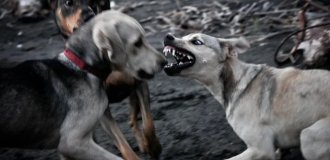 Чем отличается иерархия волков от собак? (10 фото)