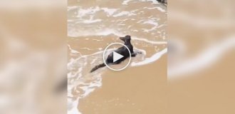 Очевидцы спасли кошку, упавшую в море