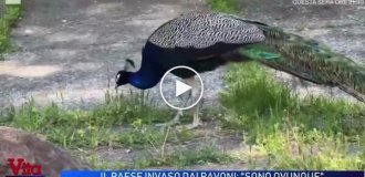 Peacock invasion in Italian city