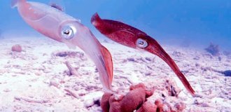 Кальмари - чим глибше, тим гірше (14 фото)