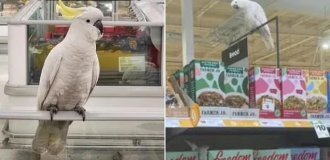 A bird lived in a supermarket for four weeks: it is forbidden to drive it out by force by law (3 photos)