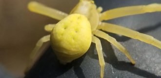 "Напоминает краба": жёлтые пауки с уникальной способностью вторгаются в дома людей (3 фото)