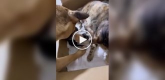 Собака вирішив допомогти кішці у виховання дитини