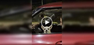There's more than one dog: a car turned out to be full of Chihuahuas