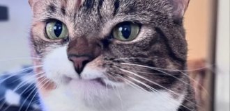 Невдоволений, але милий кіт на прізвисько Чарівність (9 фото)