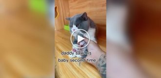 Реакция кота на своего детеныша