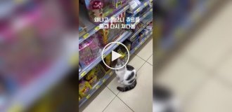 Хитрая кошка просит покупателей купить ее любимое лакомство