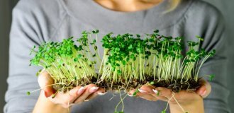 Микрозелень — как выращивать культуры, польза и вред (8 фото)